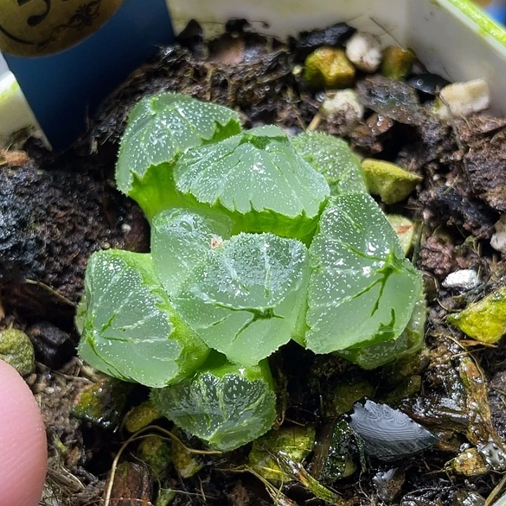 535冰墩墩特选福利