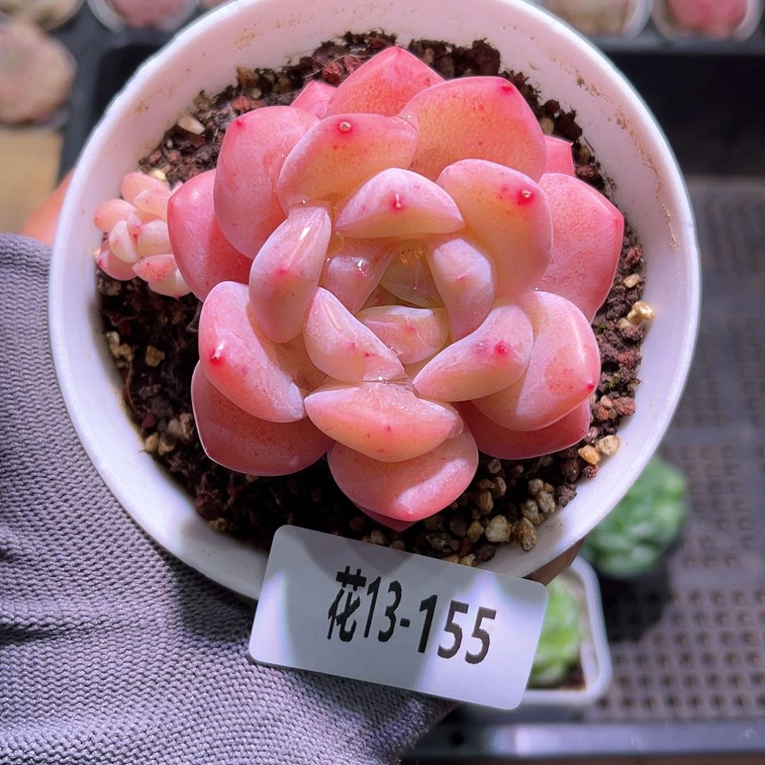 花13-155刚毅单头