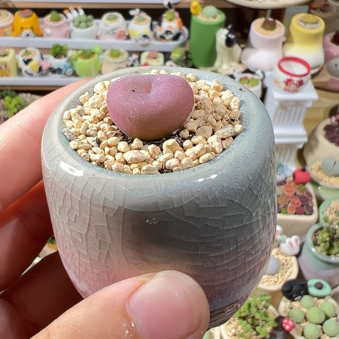 多肉植物97号空卡佛
