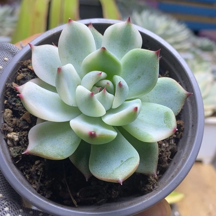 022吉娃娃锦锦锦锦