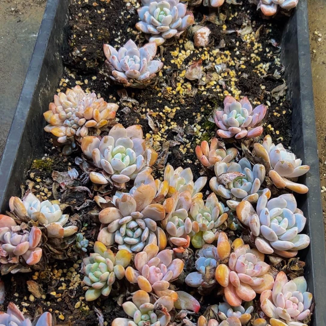 158脱土发货机的生产