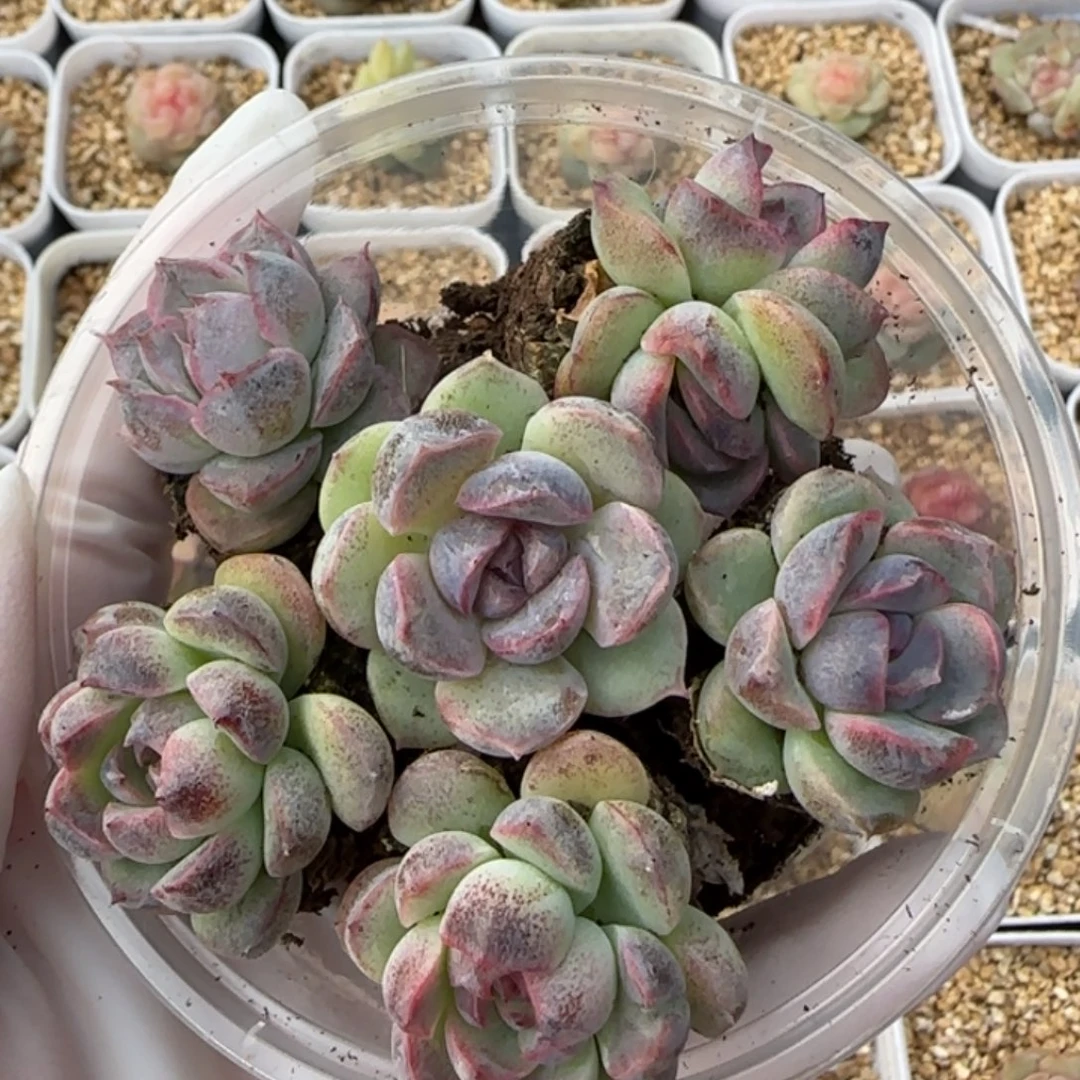 乌梅子酱一盒量拍