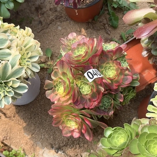 多肉植物奶白锦040号不包断枝有砍过