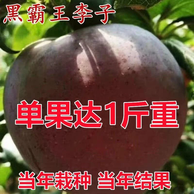 李子树苗特大嫁接早熟蜂糖南北方品种种植结果果树苗黑霸王李子苗