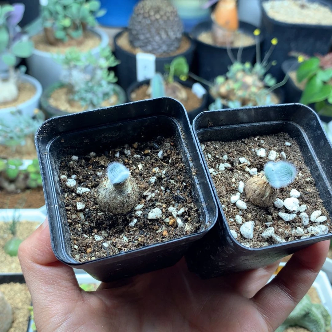 海****）带盆石蒜多肉