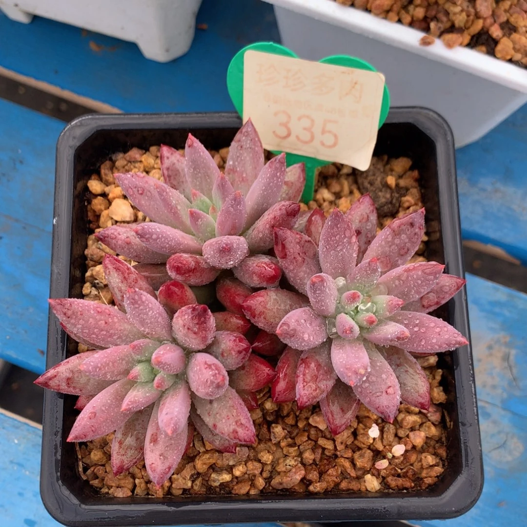 虞美人羽毛纹平头335