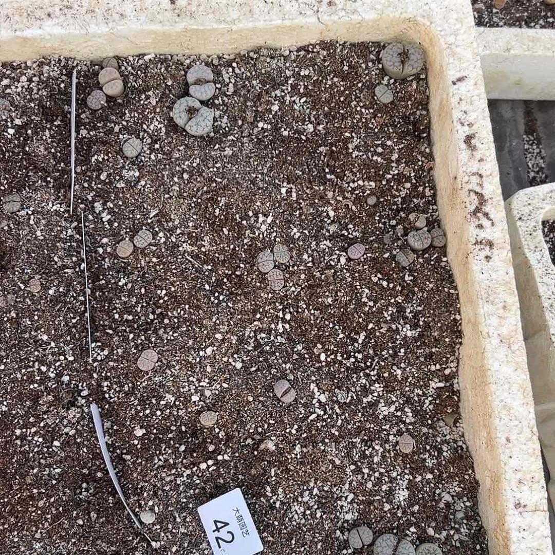 清框脱土发默认有腿长。 42