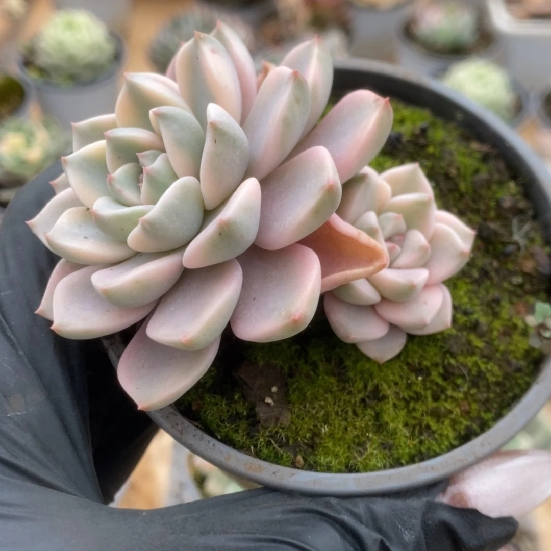 470红粉佳人锦锦锦锦锦