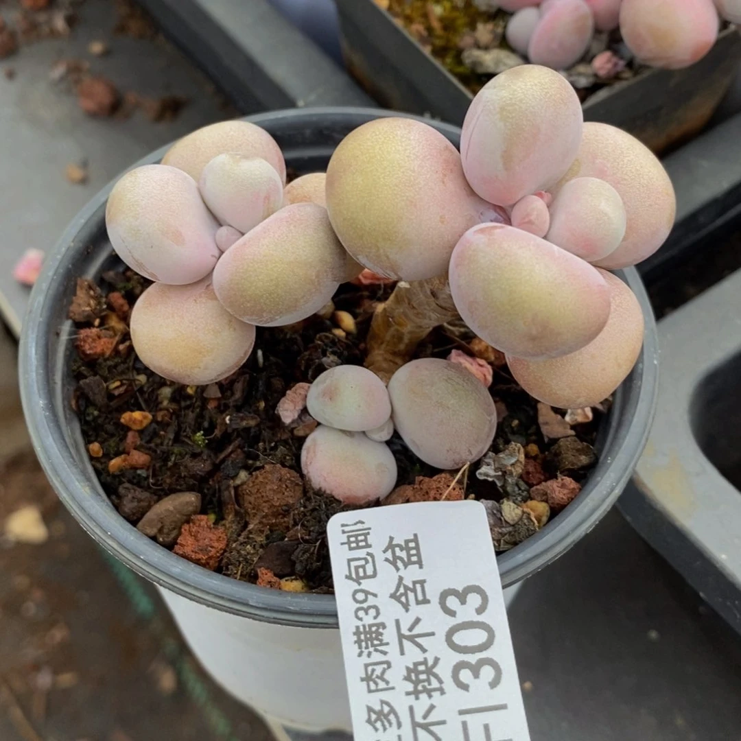 腰子桃蛋303/5c m多肉