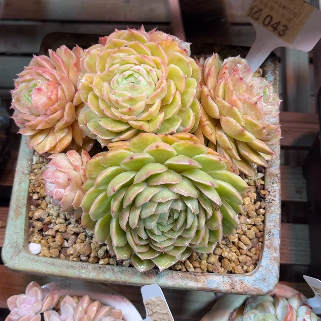 昂斯洛石化拉丝锦guilvtahenvnvn