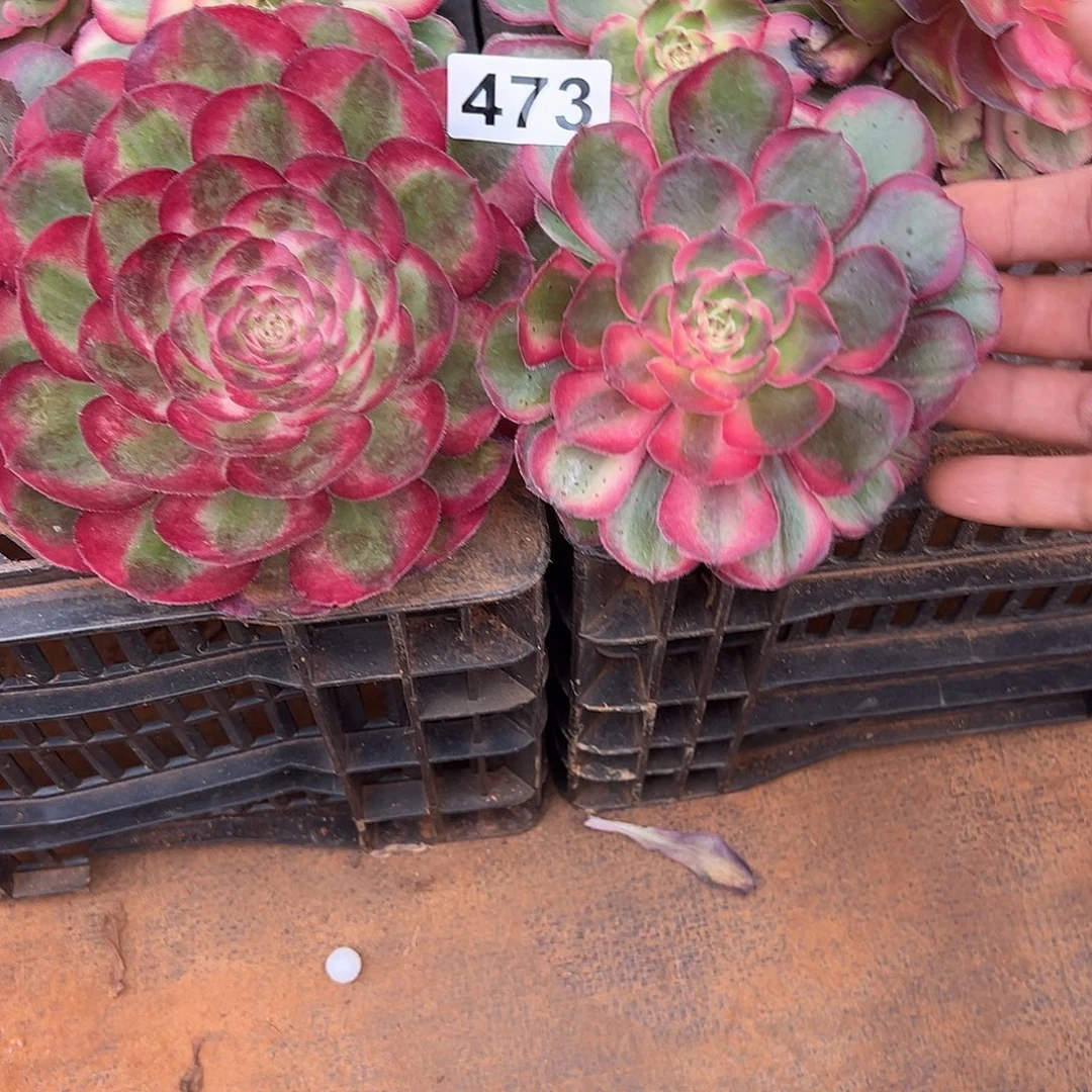 雨***夜精品多肉植物473组合