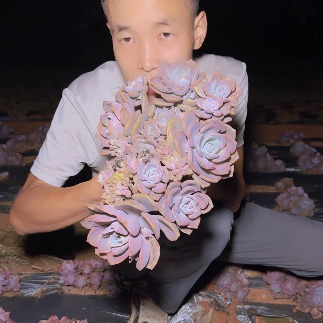 地栽彩虹糖多肉多肉