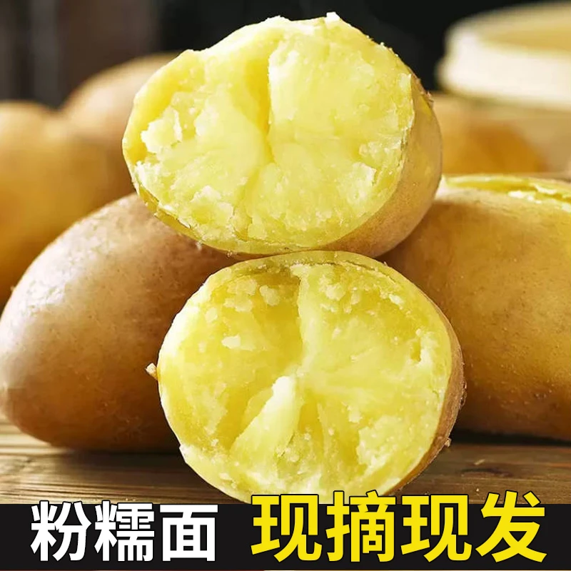 黄心黄皮土豆9斤装沙地新鲜现挖黄心土豆软糯粉面营养美味