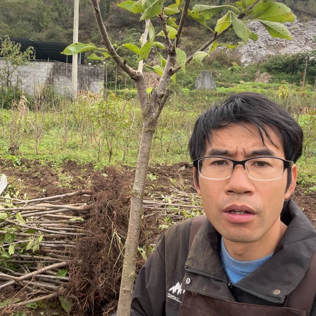 当前无花栽培后可以开花45不包活