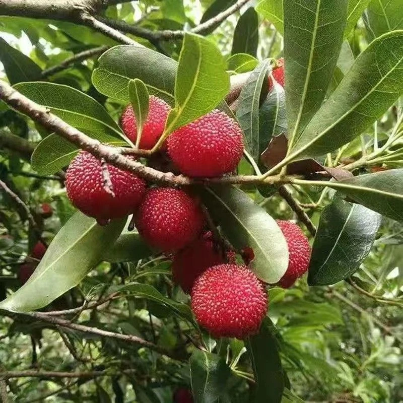 杨梅新鲜现摘贵州特产高山小杨梅青红果酸甜杨梅泡酒用鲜果小杨梅