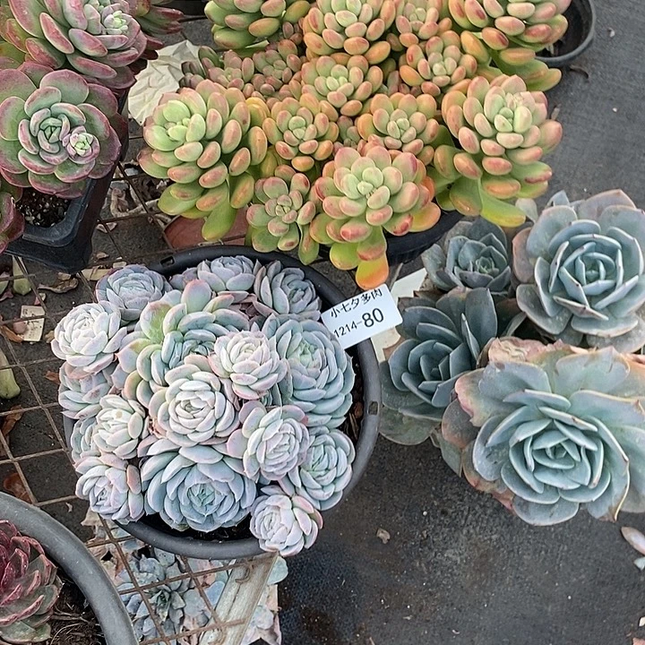 敏***姐小七夕多肉阳光玫瑰西娜80