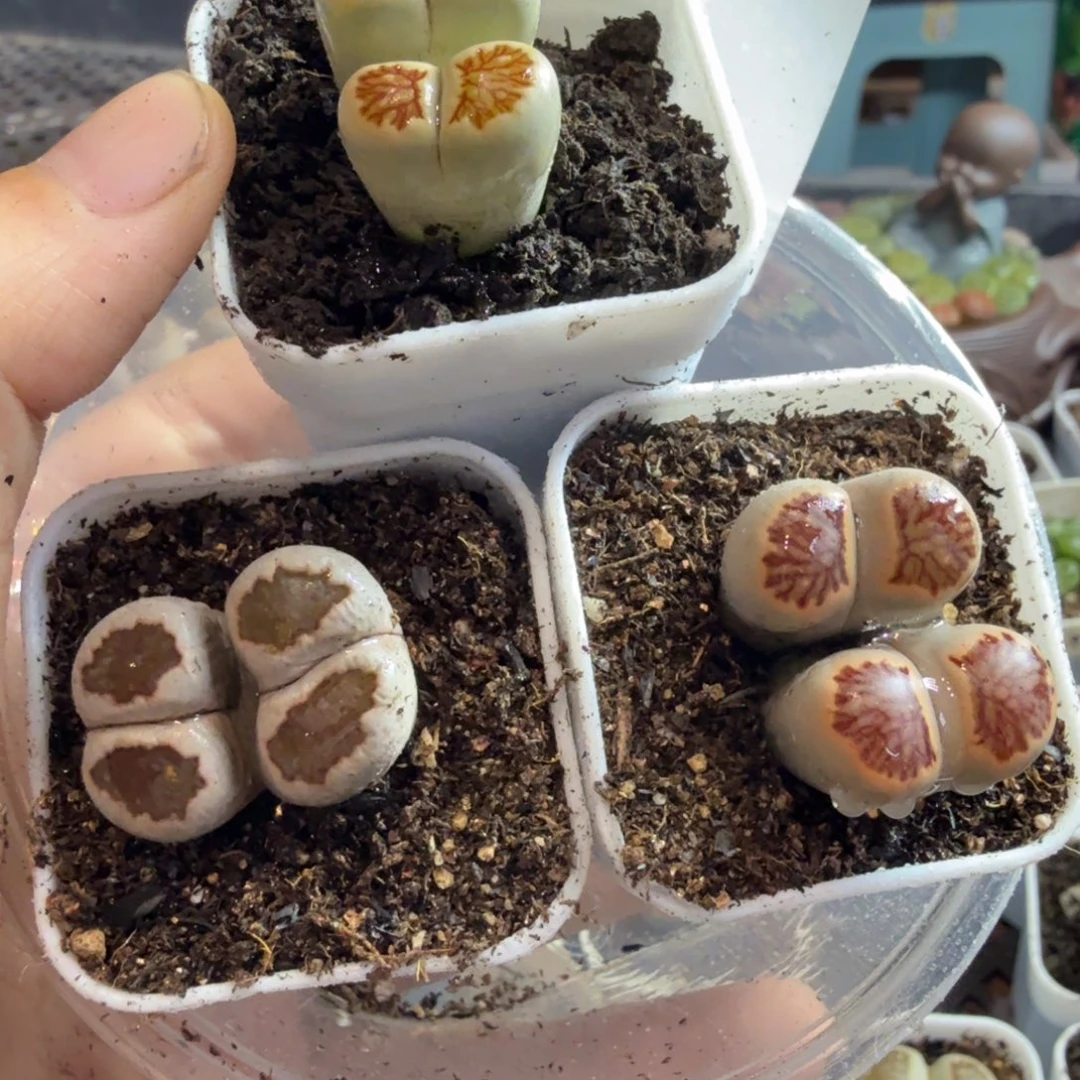 两***兜多肉植物的生长89