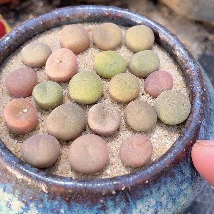 18599小空卡佛一颗