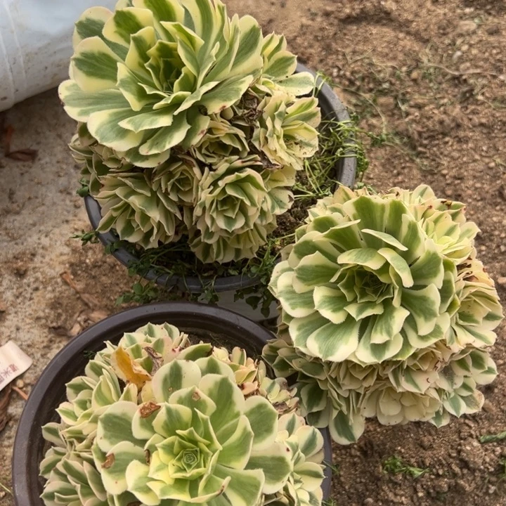 迈巴赫小手捧三颗组多肉植物量