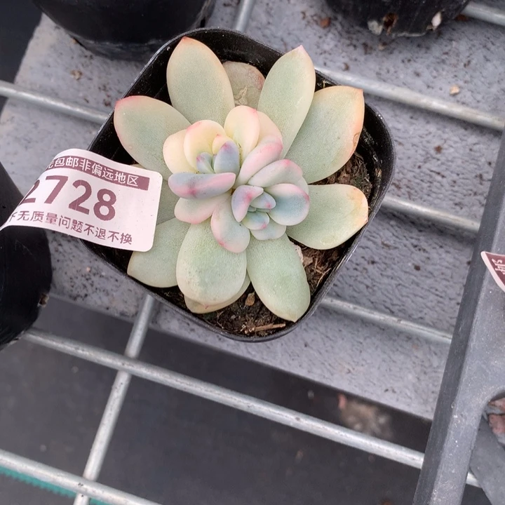 无花朵星影锦多肉植物
