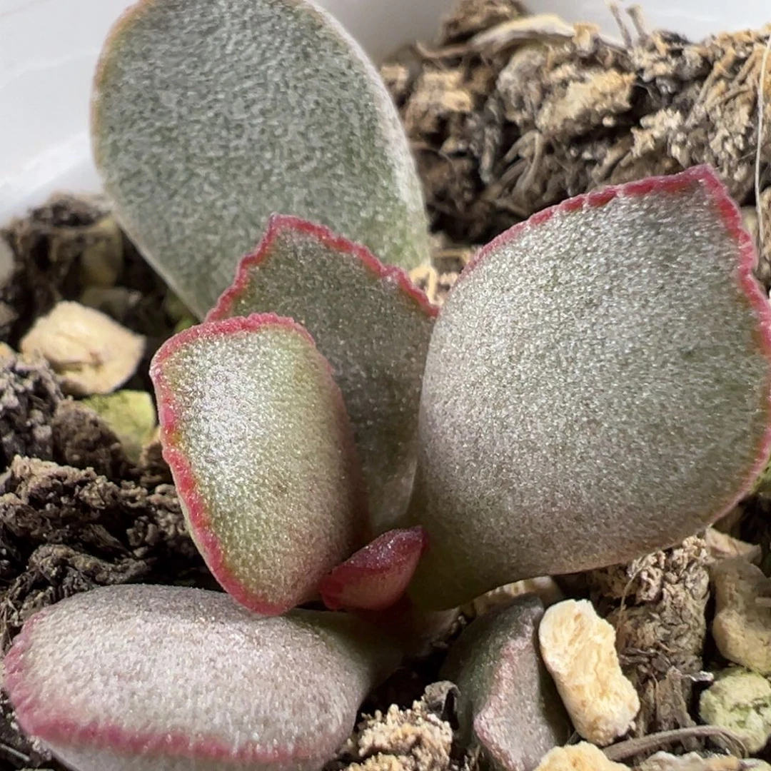 w红色波浪边白霜实生