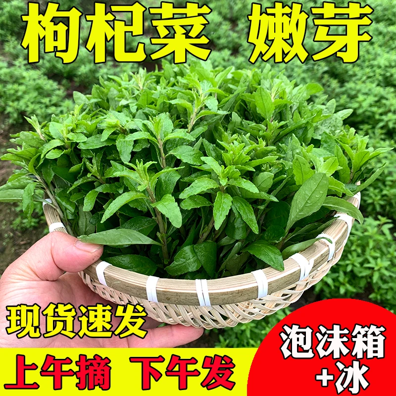 桂林现摘现发枸杞菜叶枸杞头枸杞菜嫩芽上午摘下午发