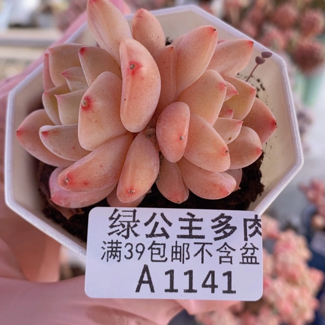 冰冰6cm1141多肉植物