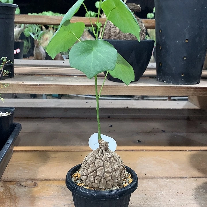 261龙甲龟卡6哈哈哈哈