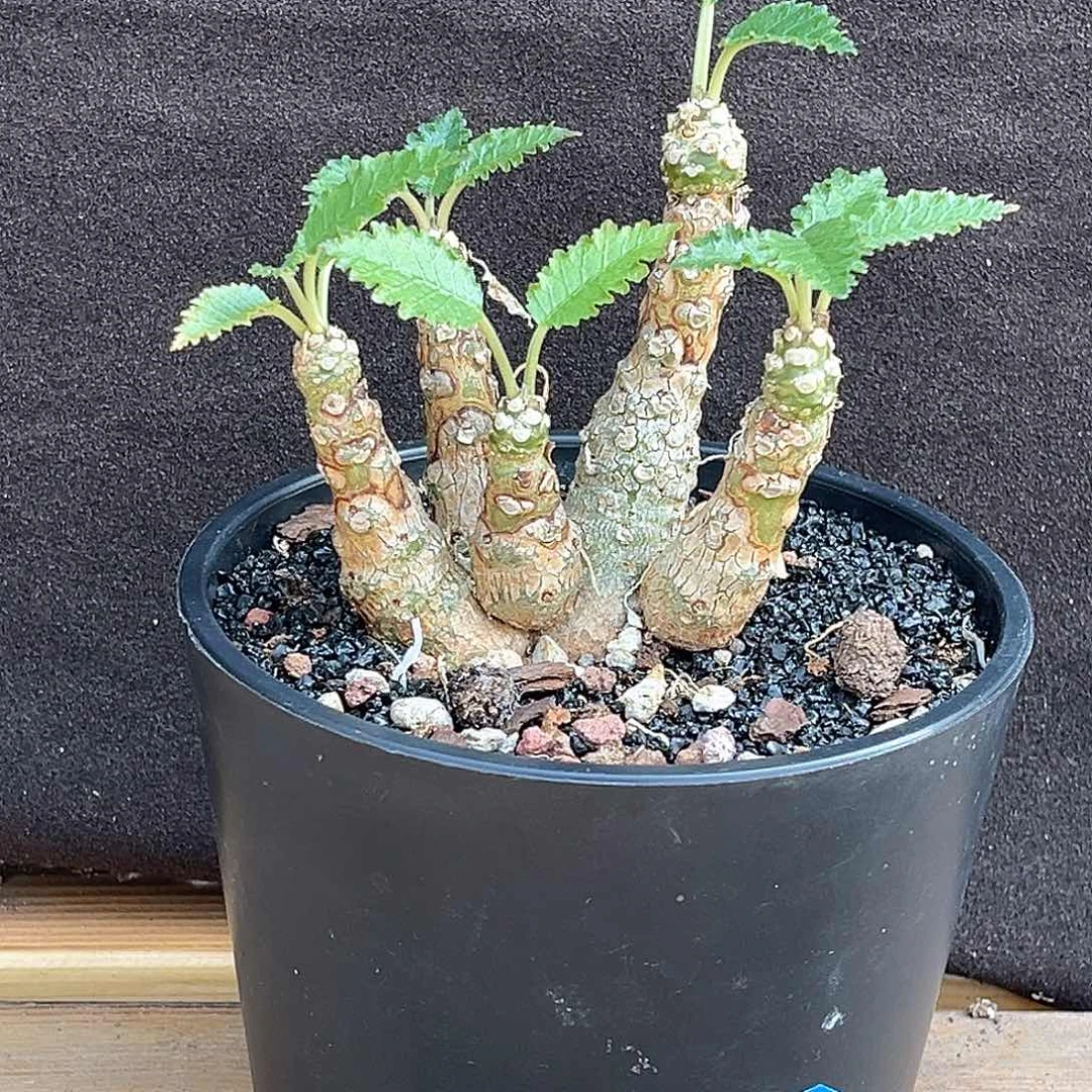 精品霍武德琉桑，金皮