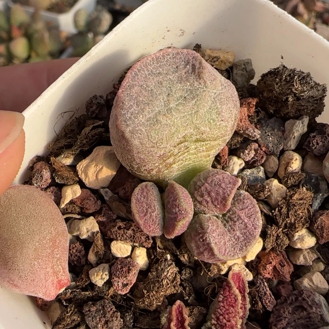 小云朵水泡多肉植物