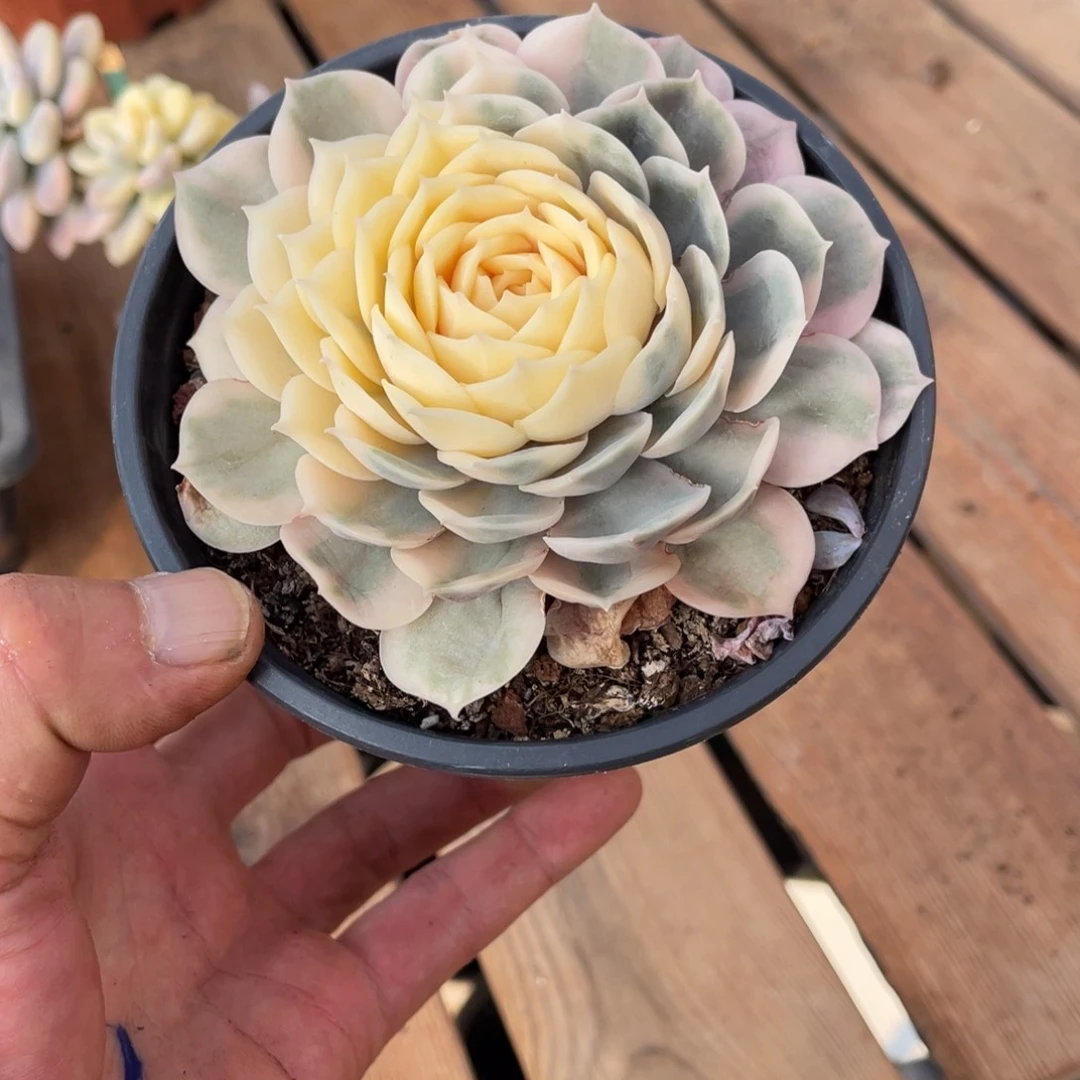 方*青淘多肉昂斯诺景一个