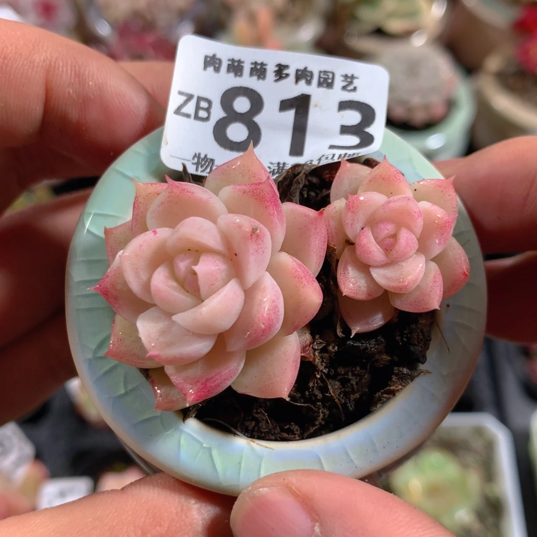 5CM拇指盆精控多肉ZB813