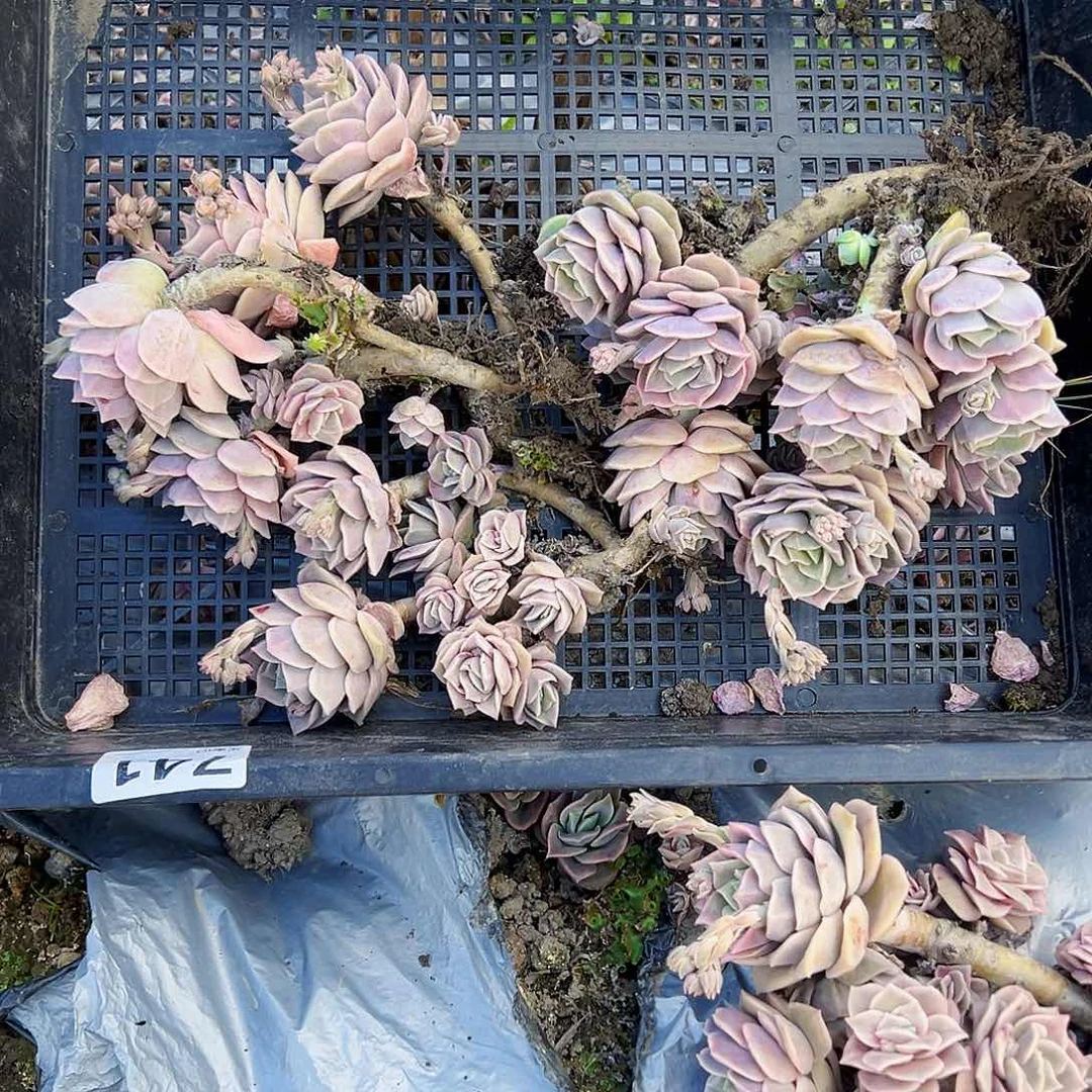 后*可爱玫瑰4颗，不售后33号