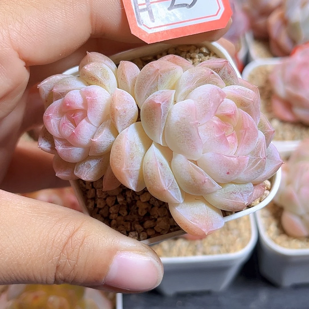 H25  新品珍妮满18包邮