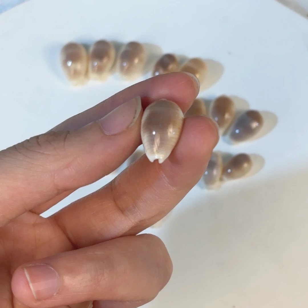 宇***蛋天然海螺贝壳标本福利