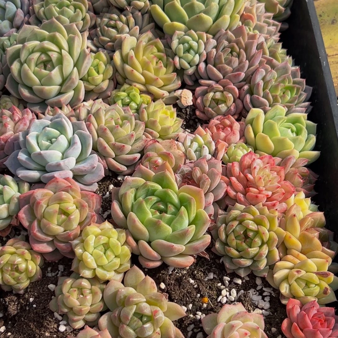 554多肉的小卡都可以收