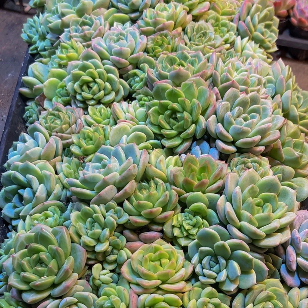 嗨***我019多肉的小龙虾和一个小龙虾