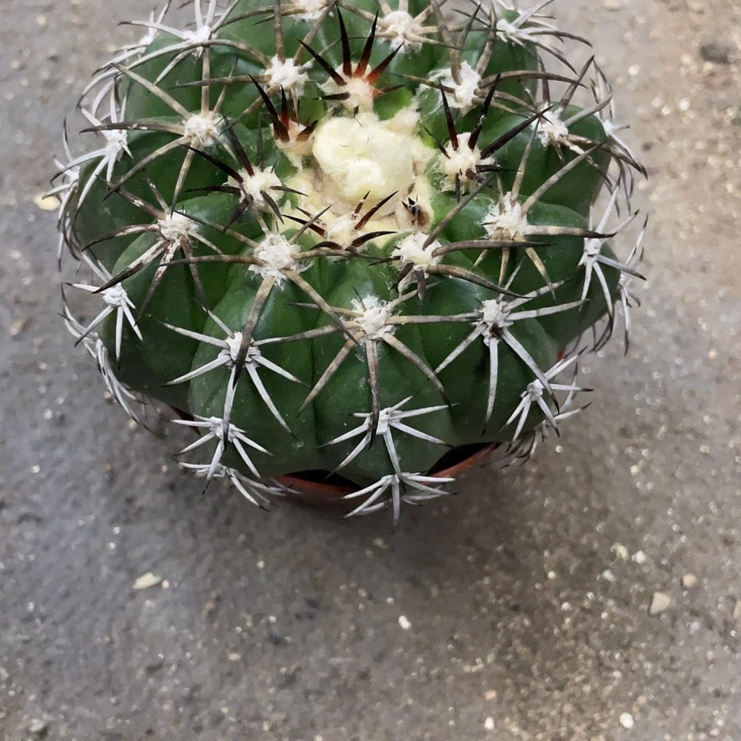 快***包仙人球实生黑刺圆盘