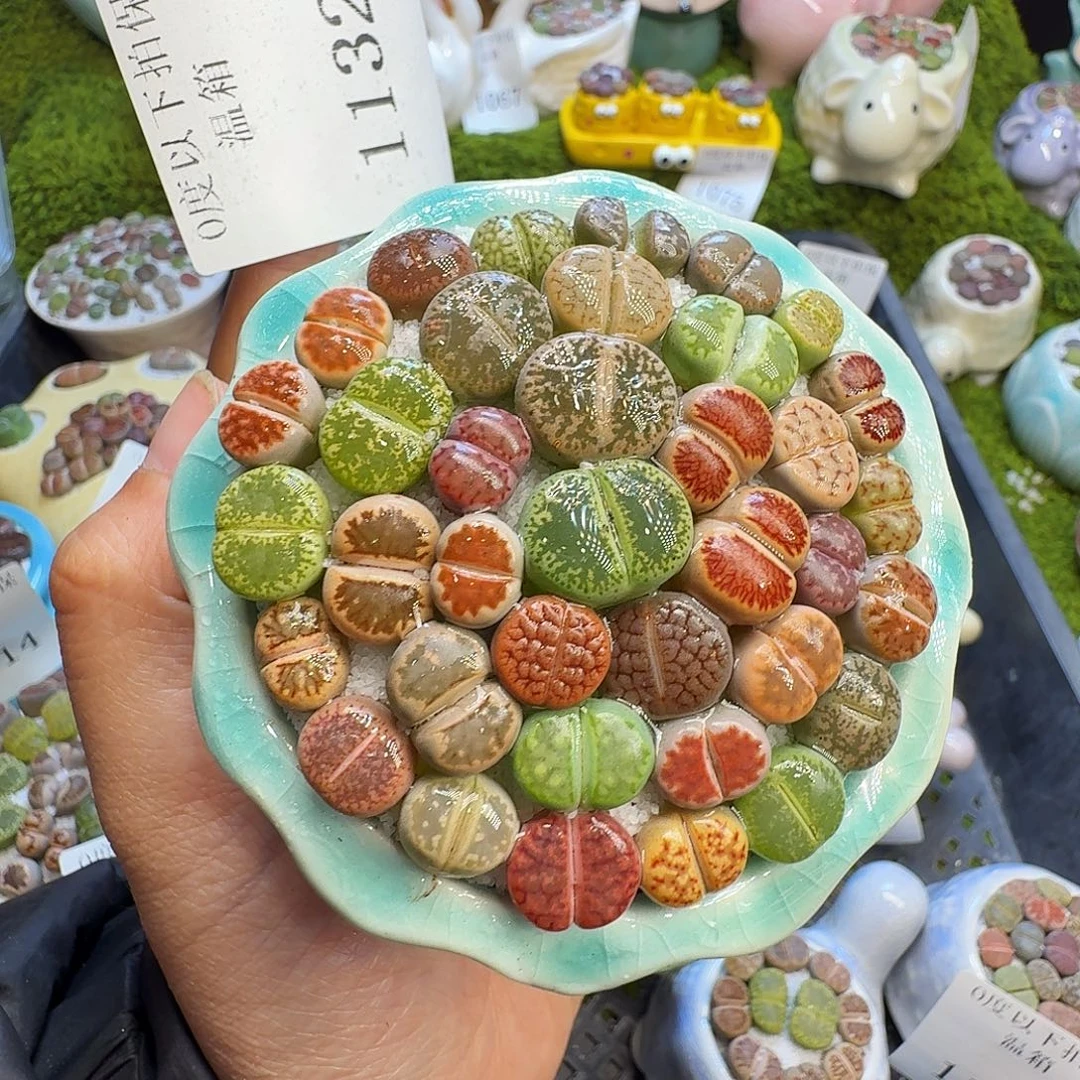 多肉植物福利冲1132