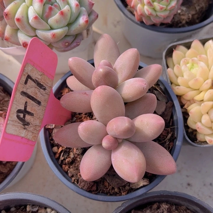 健健康康平平安安