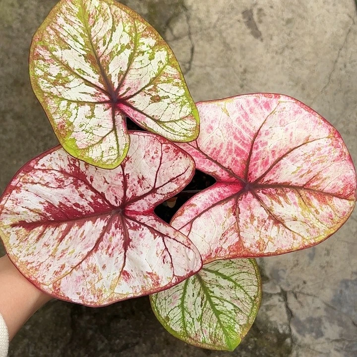 23-0104大红袍变异广东现货