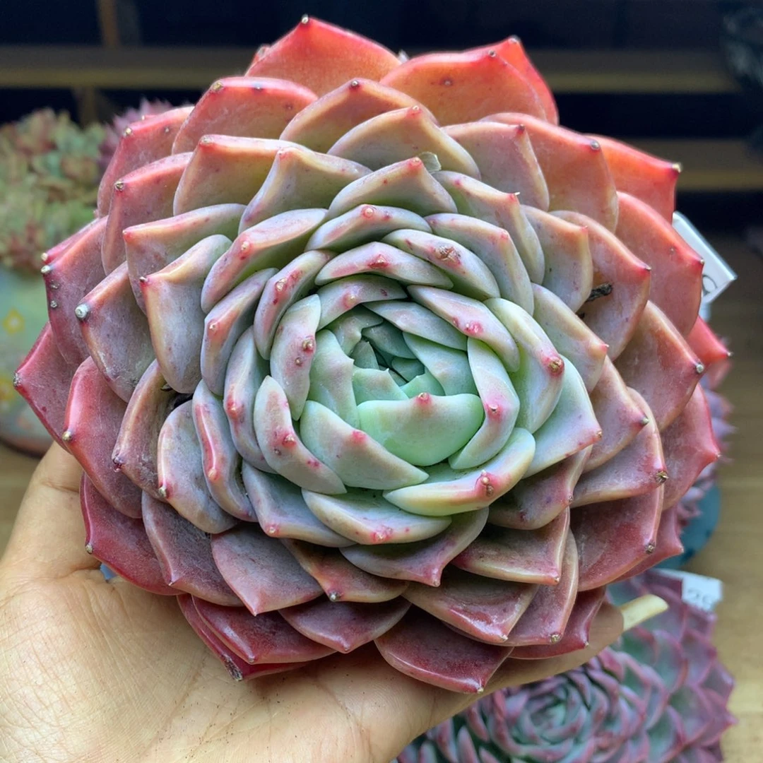 1836杂交精品基地14厘米