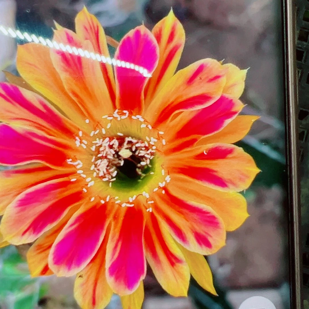 丽花九阳真火侧芽00000