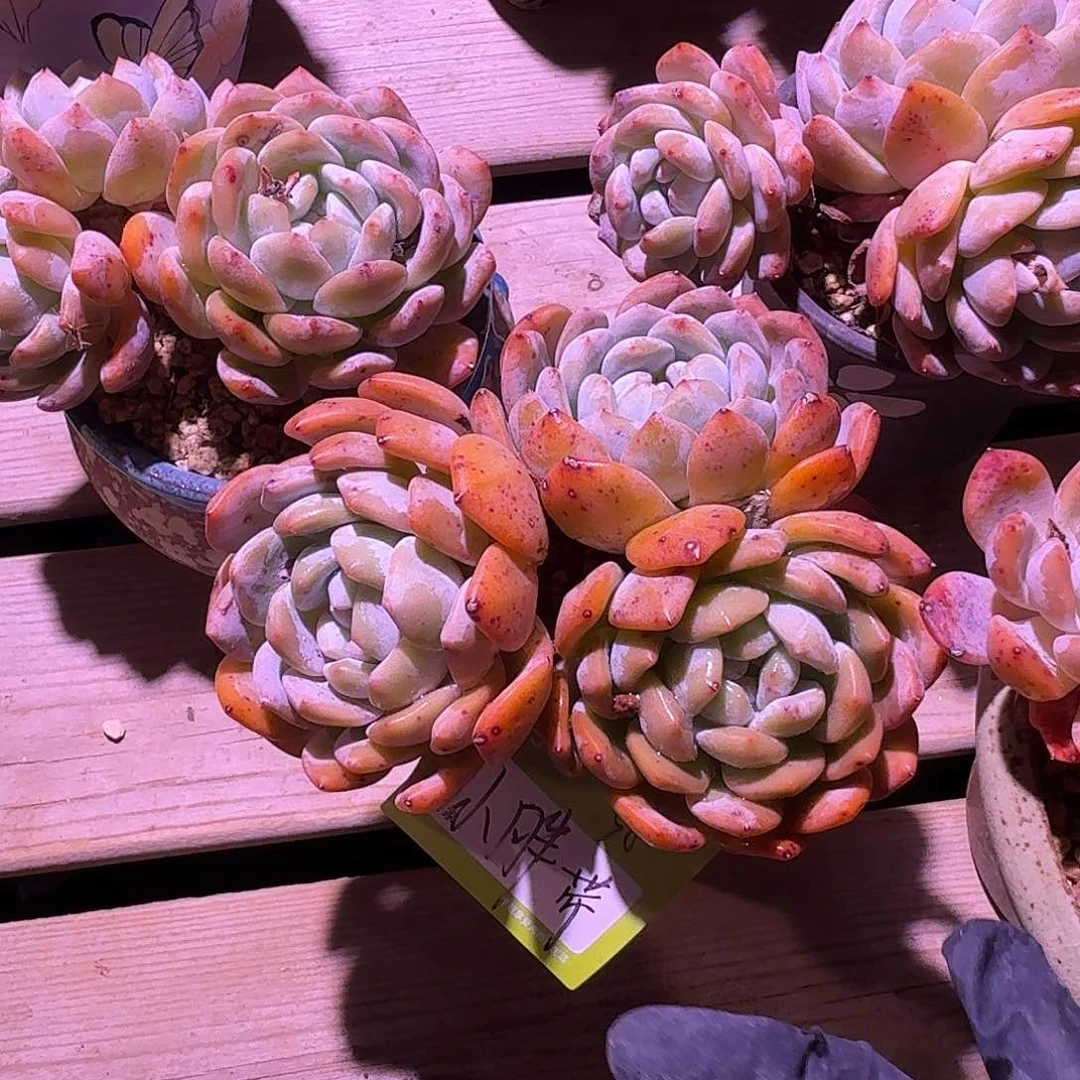 ?*胖橙梦露群生带盆