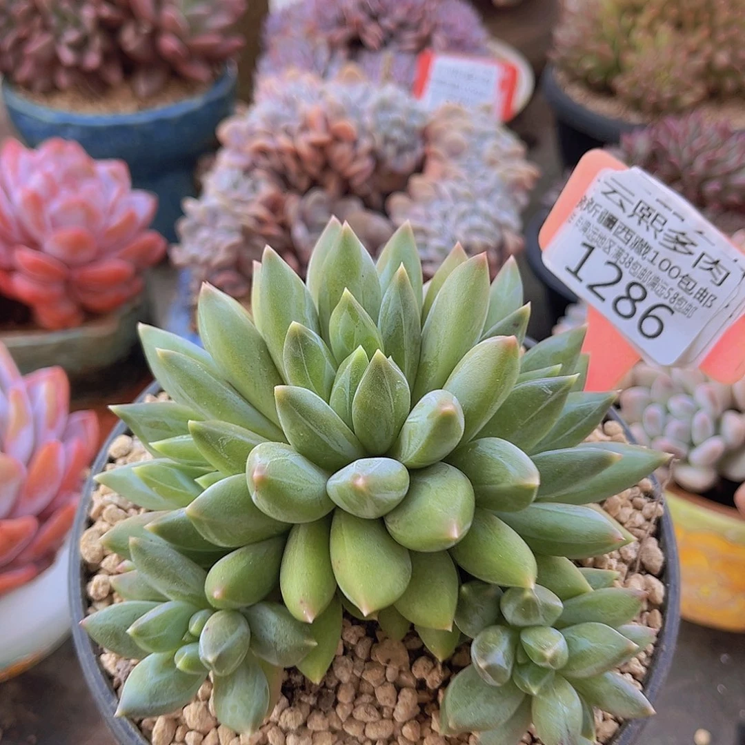 1286重楼美人多肉植物