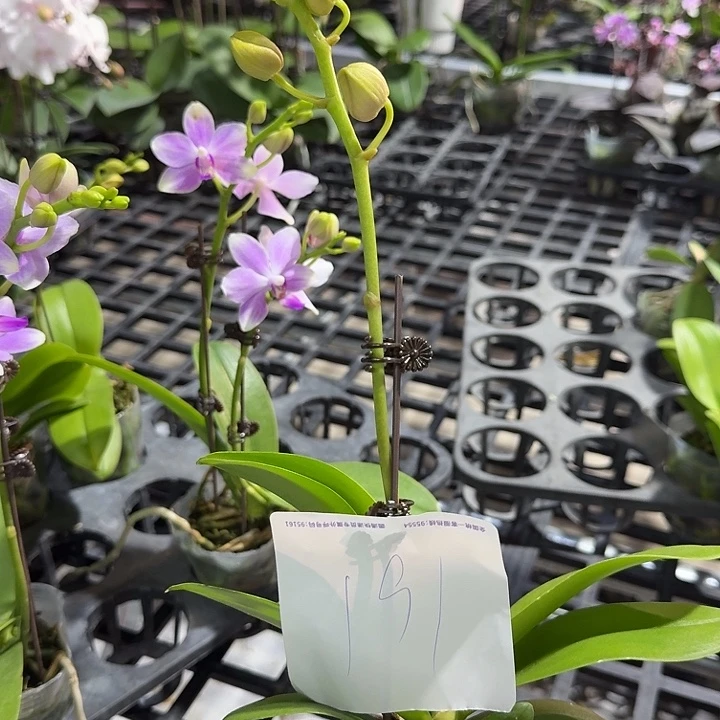 翱***翔大部分开放少量花苞191