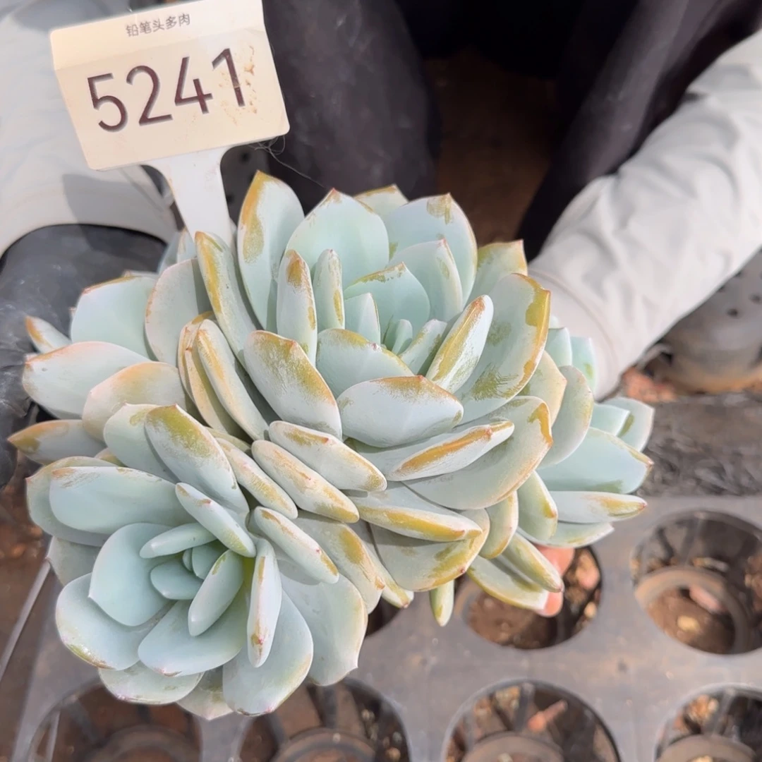 爱****5247。       奶茶四头