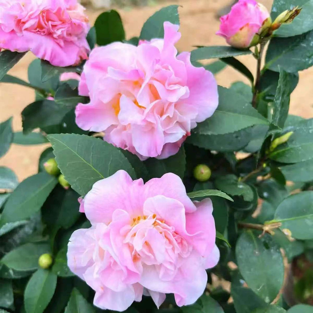 60-70cm高 粉色香妃 茶花带花苞发货 原杯土发货