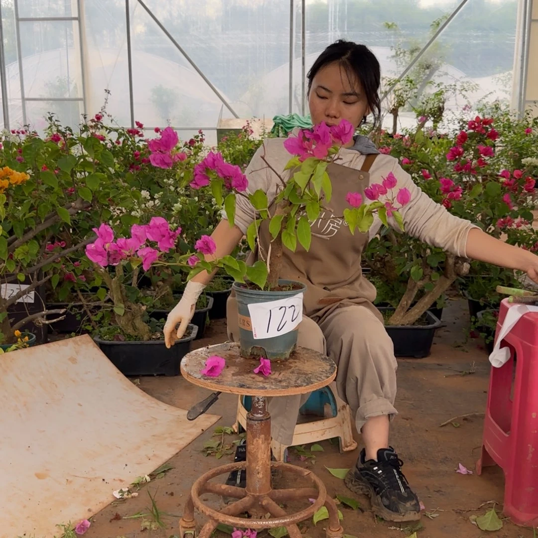 大部分花苞少量开放洋红公主 122