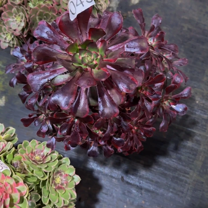 00000000000045丽娜